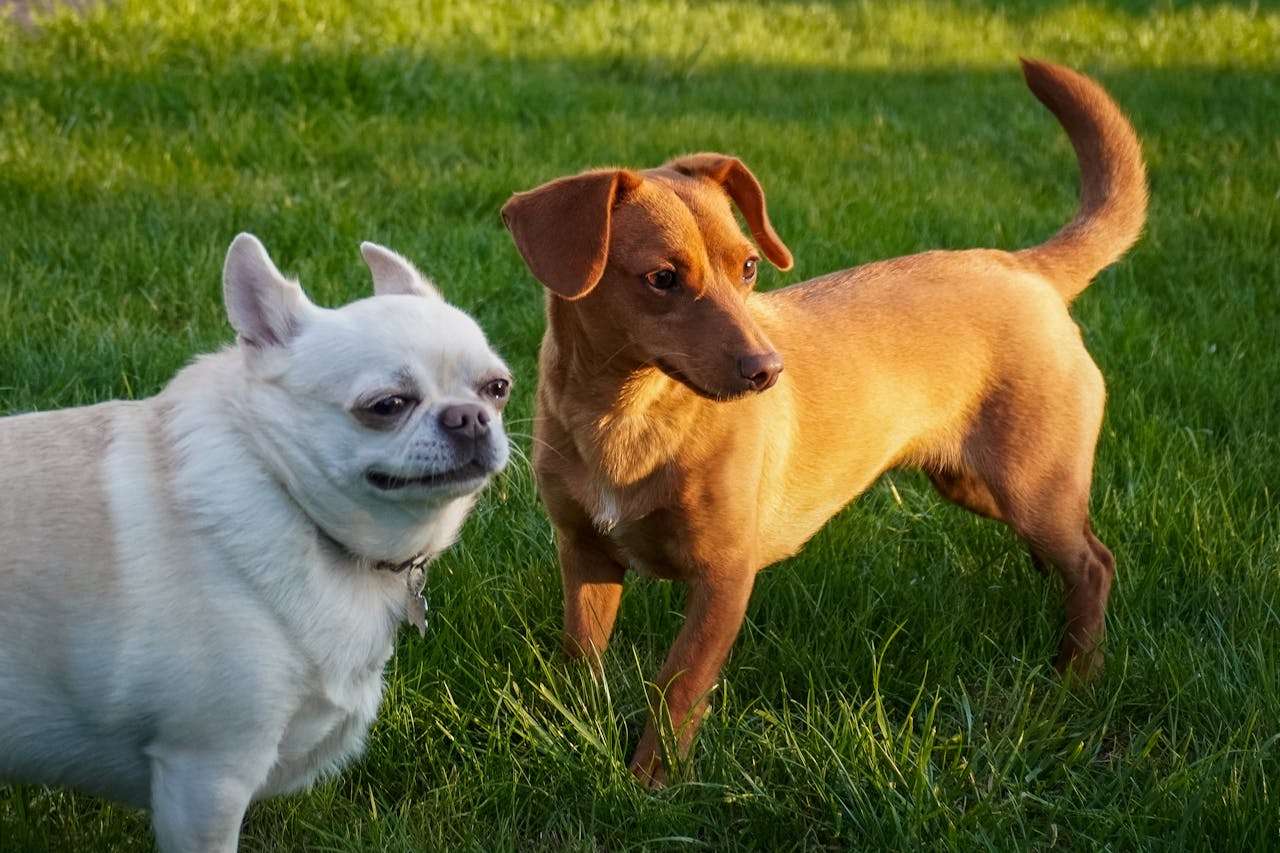 狗狗行为解读：尾巴摇动、吠叫、舔人背后的秘密